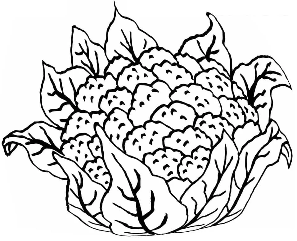 Chou Fleur 23